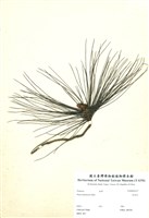 藏品(琉球松)的圖片